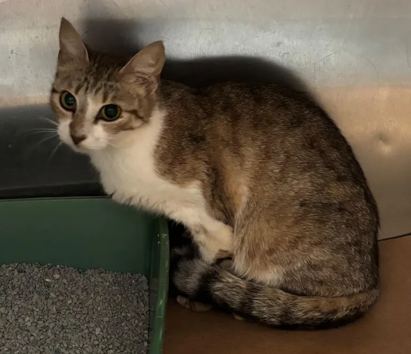 A young large-sized male Domestic Short Hair cat named Jolee for adoption in Cartersville , GA