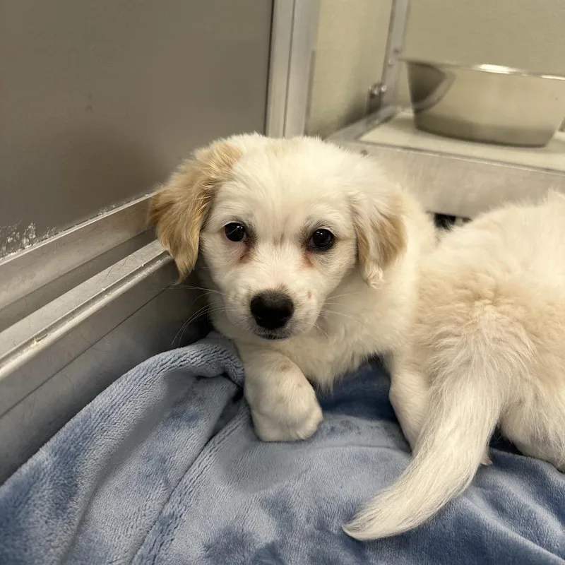 A baby small-sized male Mixed Breed dog named Cooper for adoption in Hinsdale, IL