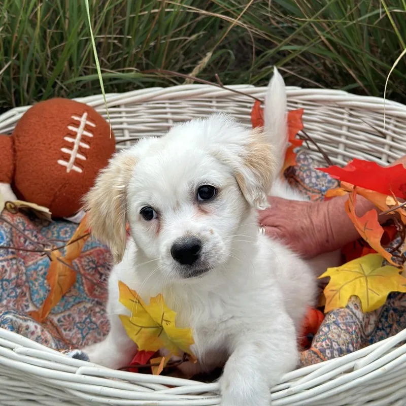 Cooper thumbnail 2