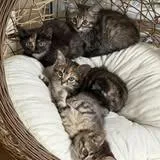 A baby small-sized female Brown / Chocolate Domestic Short Hair cat named Demeter for adoption in West Olive, MI