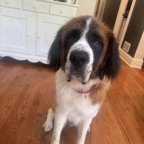 An adult extra large-sized female Saint Bernard dog named Saint Francis for adoption in Lincolnshire, IL