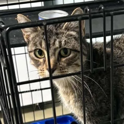 A young medium-sized female Gray / Blue / Silver Domestic Short Hair cat named Grandmama for adoption in Idaho Falls, ID