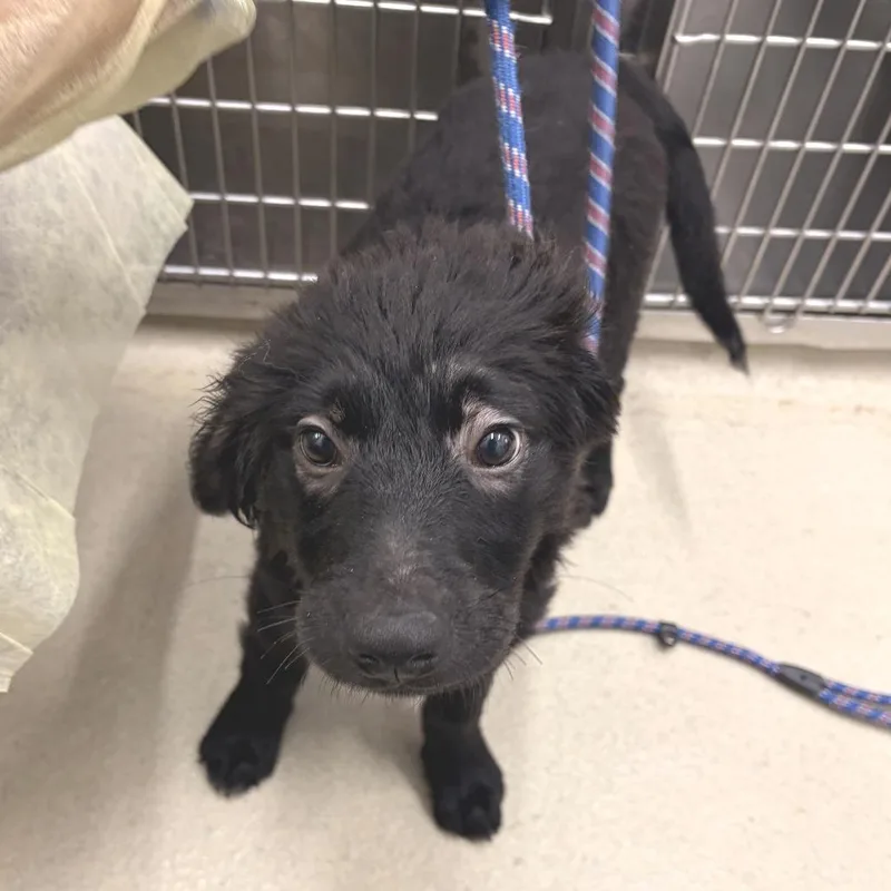 A baby small-sized female Black Mixed Breed dog named Birdie for adoption in Marshall, VA