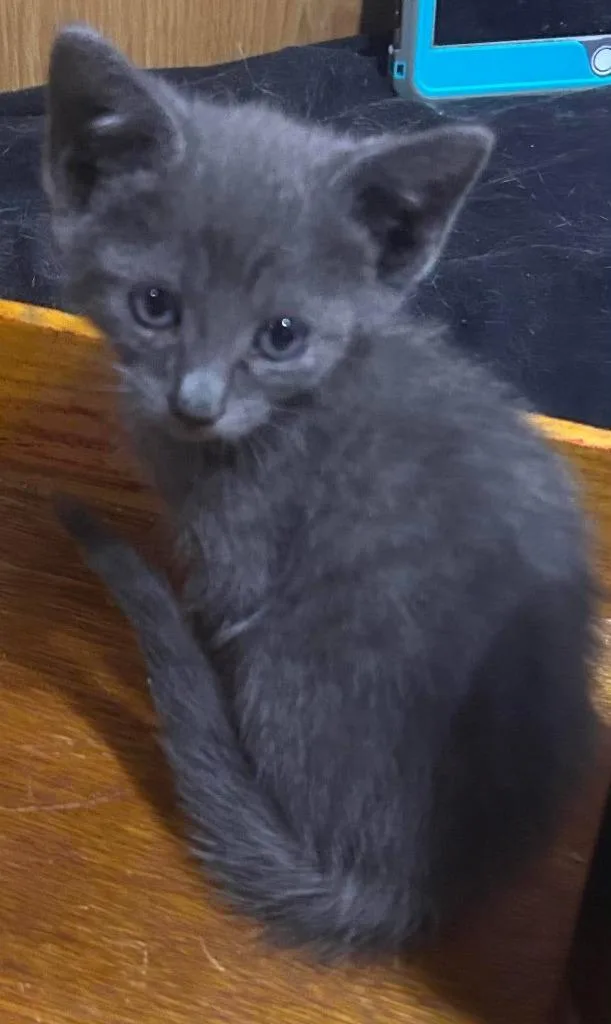 A baby large-sized male Domestic Short Hair cat named Storm for adoption in San Jacinto, CA