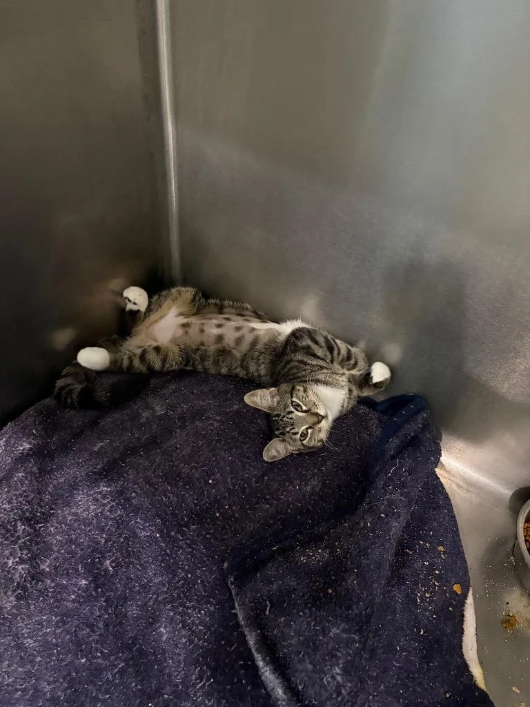 A baby small-sized female Domestic Short Hair cat named Snap for adoption in Bourbonnais, IL