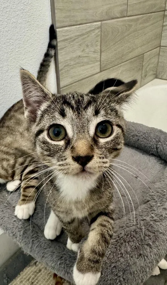 A baby small-sized male Domestic Short Hair cat named Zayu for adoption in Dallas, TX