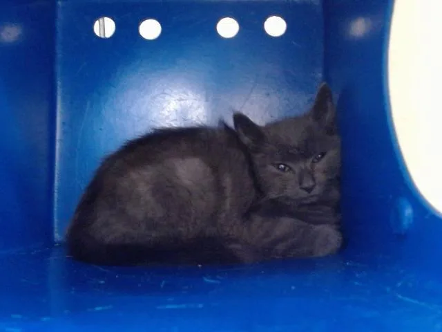 A baby small-sized male Domestic Medium Hair cat named A for adoption in Orlando, FL