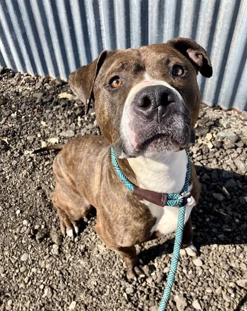 An adult medium-sized female Pit Bull Terrier dog named Ruby for adoption in Albuquerque, NM