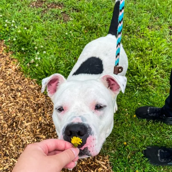 An adult large-sized male American Bulldog dog named Alfredo for adoption in Des Moines, IA