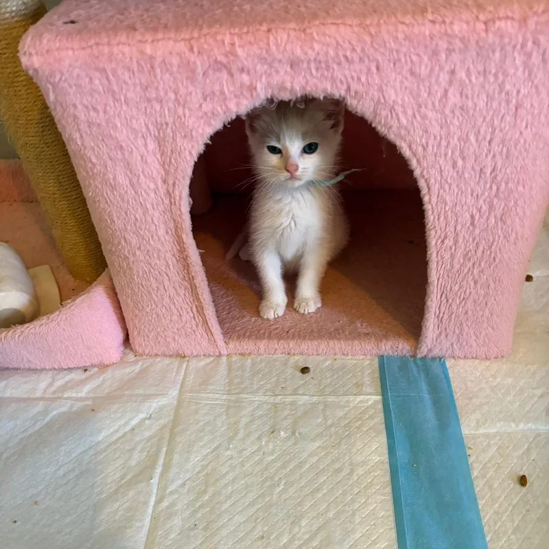 A baby small-sized female White Domestic Short Hair cat named Sunshine for adoption in Lauderhill, FL