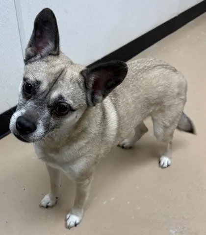 An adult small-sized male Mixed Breed dog named Jordan for adoption in Phoenix, AZ