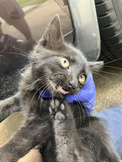 A young small-sized female Domestic Short Hair cat named Salem for adoption in Dallas, TX