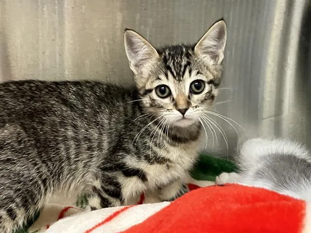 A baby small-sized female Domestic Short Hair cat named Maya for adoption in Tustin, CA