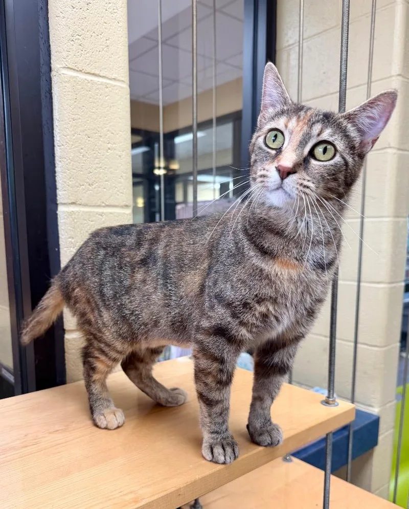 An adult medium-sized female Domestic Short Hair cat named A.M. Bernard for adoption in Cincinnati, OH