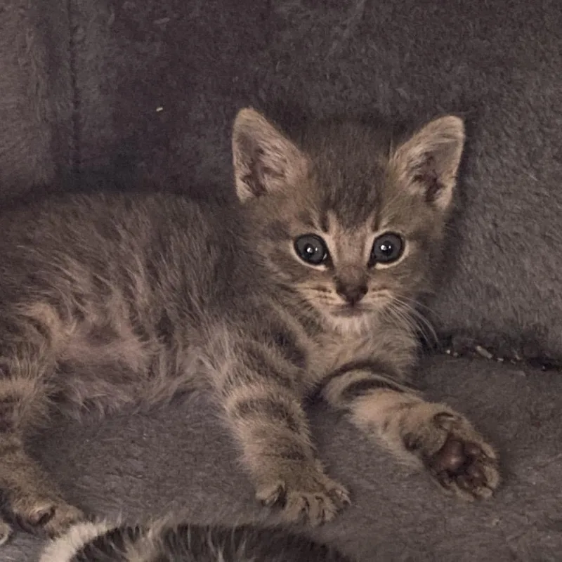A baby small-sized male Gray / Blue / Silver Domestic Medium Hair cat named Greyson for adoption in San Pablo, CA