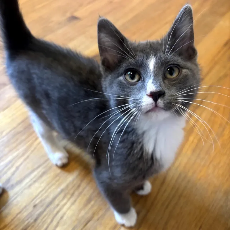 A baby small-sized male Gray / Blue / Silver Domestic Short Hair cat named Stew for adoption in Granville, OH