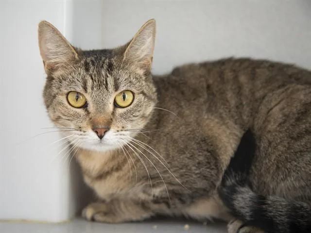 An adult medium-sized female Domestic Short Hair cat named Muffin for adoption in Phoenix, AZ