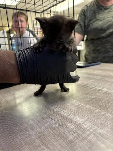 A baby small-sized male Domestic Short Hair cat named Huey for adoption in Sugar Land, TX