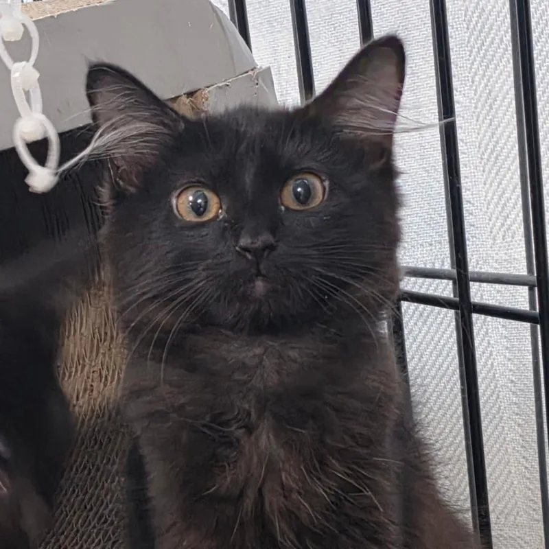A baby small-sized female Black Domestic Medium Hair cat named Natasha C for adoption in Lebanon, TN
