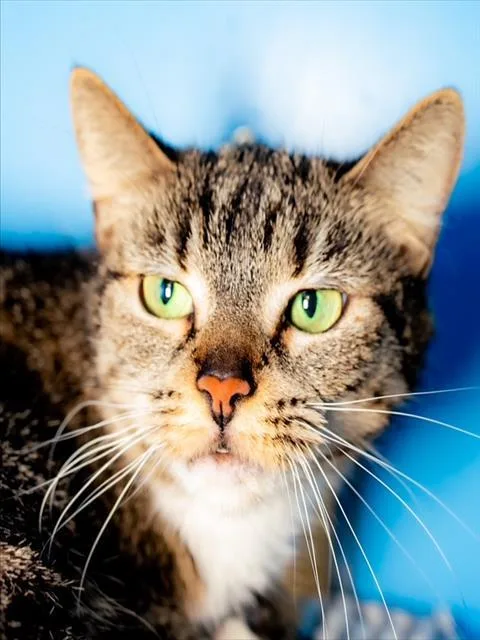A young small-sized female Domestic Short Hair cat named Lilac for adoption in Boston, MA