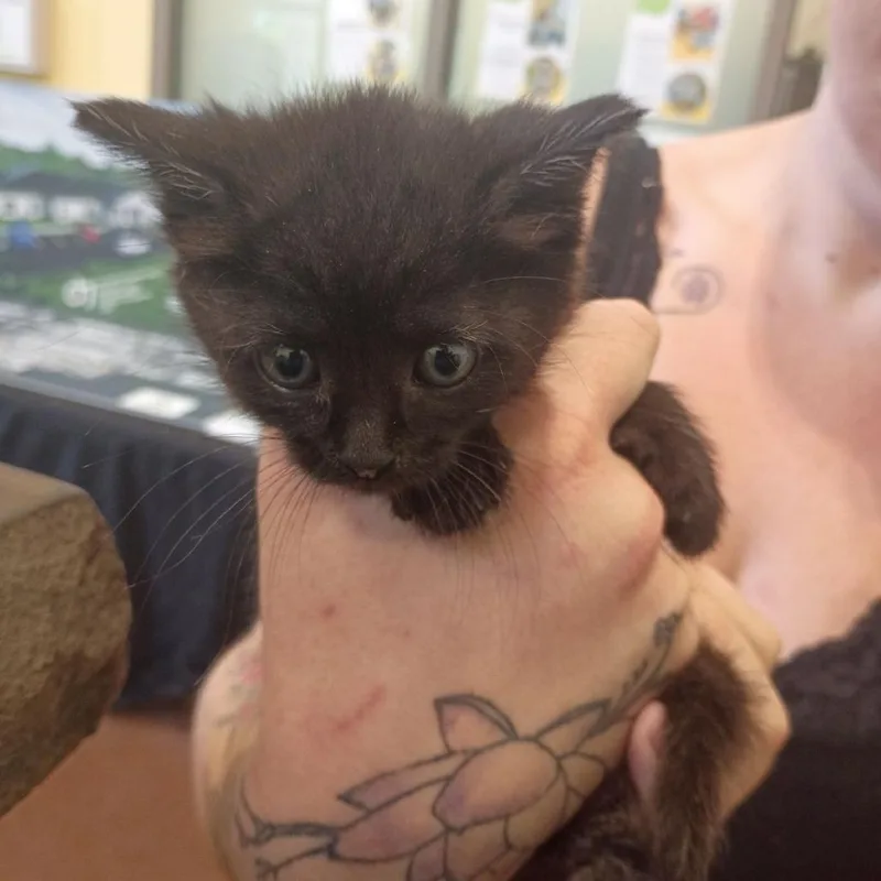 A baby small-sized female Black Domestic Short Hair cat named Cameron Diaz for adoption in Lynchburg, VA