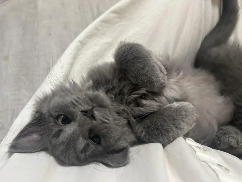 Simon
