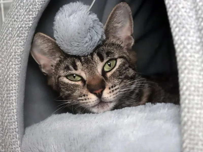 An adult small-sized female Brown / Chocolate Domestic Short Hair cat named Tessa for adoption in Vancouver, WA