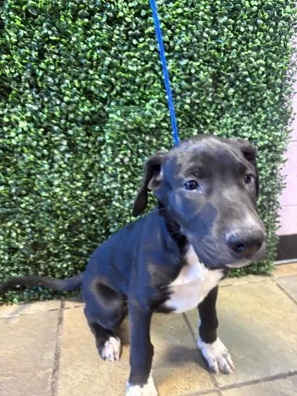 A baby medium-sized male Black Mixed Breed dog named 61569347 for adoption in El Paso, TX