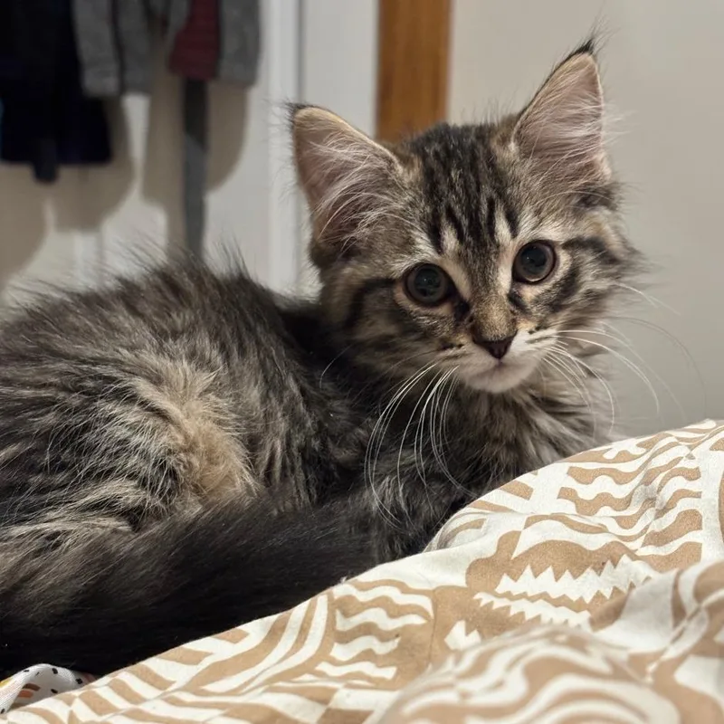 A baby small-sized female Brown / Chocolate Domestic Medium Hair cat named Leia for adoption in Traverse City, MI