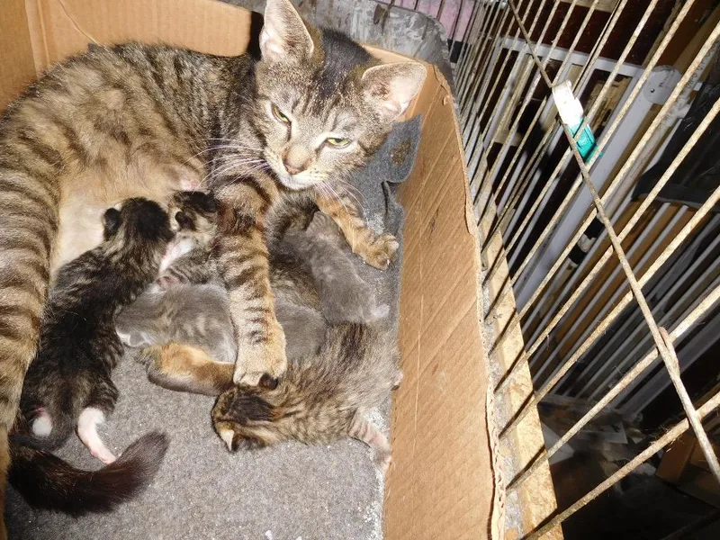 A young medium-sized female Domestic Short Hair cat named Princess for adoption in New York, NY