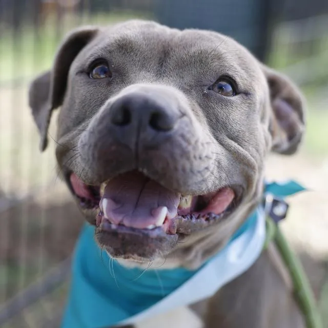 A young medium-sized male American Staffordshire Terrier dog named Oakley for adoption in San Antonio, TX
