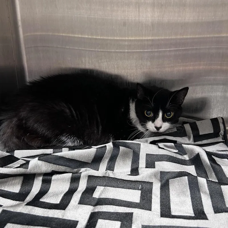 An adult large-sized female Black Domestic Short Hair cat named Sauce for adoption in Morganton, NC