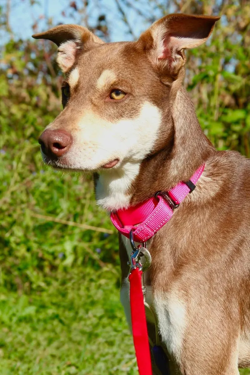 An adult medium-sized female Mixed Breed dog named Connie for adoption in Appleton, WI