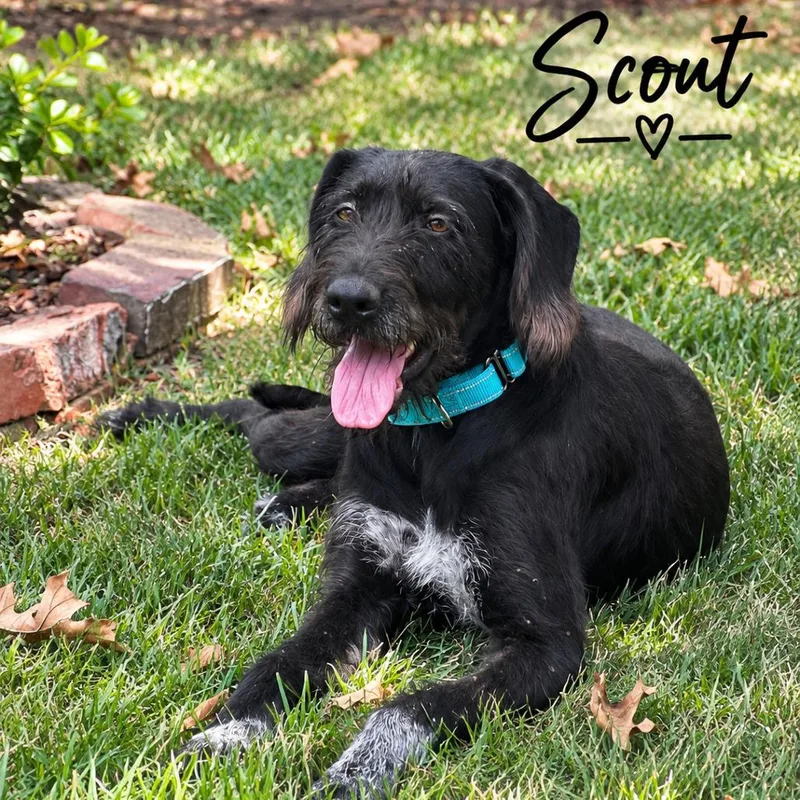 An adult medium-sized female Black German Wirehaired Pointer dog named Scout for adoption in Wadena, MN