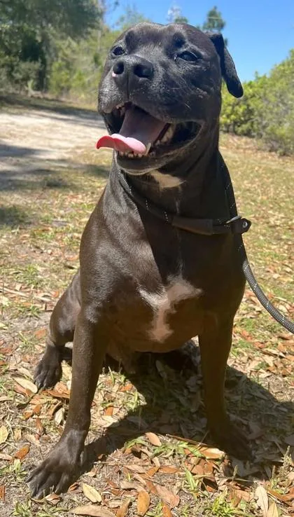 An adult large-sized male Terrier dog named Mr. Worldwide for adoption in Palm Coast, FL
