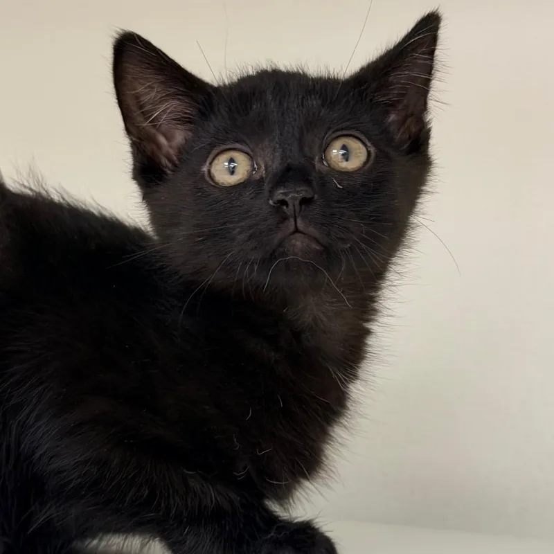 A baby small-sized male Black Domestic Short Hair cat named Eustace for adoption in Champaign, IL