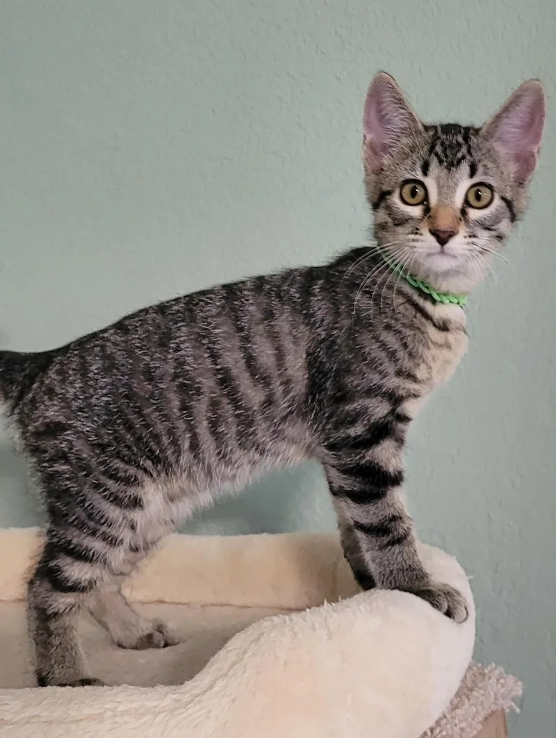 A baby medium-sized male Tabby (Gray / Blue / Silver) Domestic Short Hair cat named Biscuit for adoption in Bentonville, AR