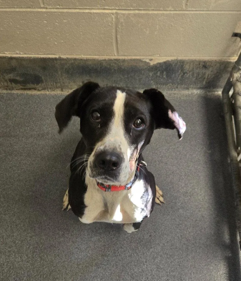 An adult large-sized female Hound dog named DI  Dottie for adoption in Glen Allen, VA