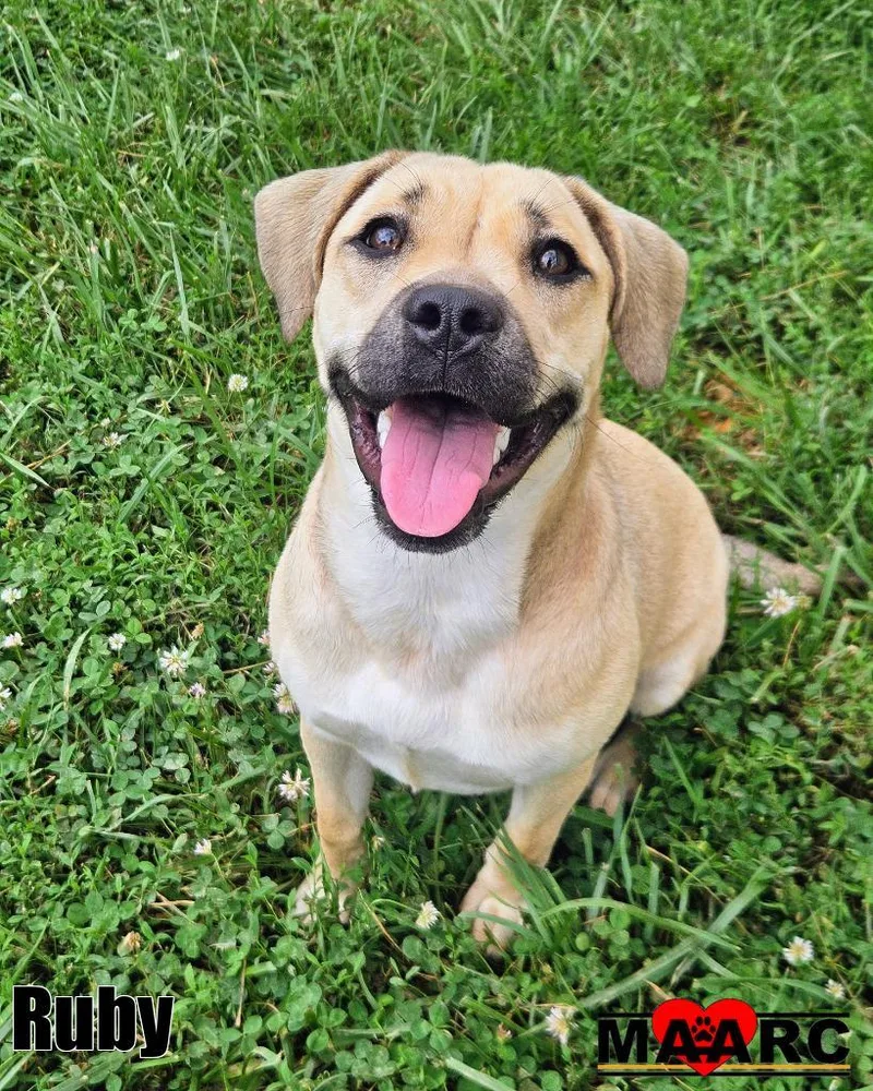 A baby medium-sized female Black Mouth Cur dog named Ruby for adoption in Maryville, TN