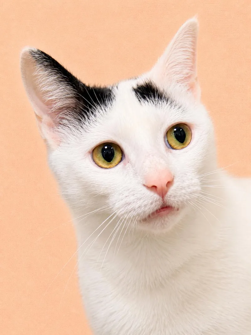 A young medium-sized female Domestic Short Hair cat named GrasshopperWillow Grove for adoption in Greenville, DE