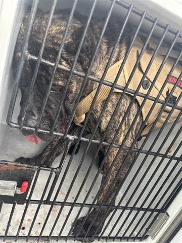 An adult large-sized male Cane Corso dog named A for adoption in Houston, TX