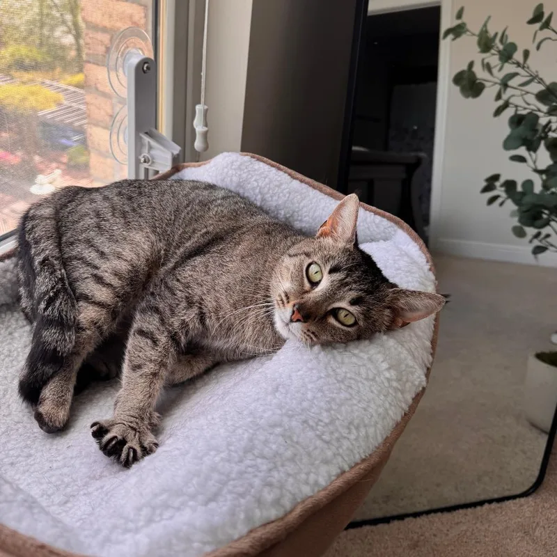 An adult medium-sized female Brown / Chocolate Domestic Short Hair cat named Havana for adoption in Durham, NC