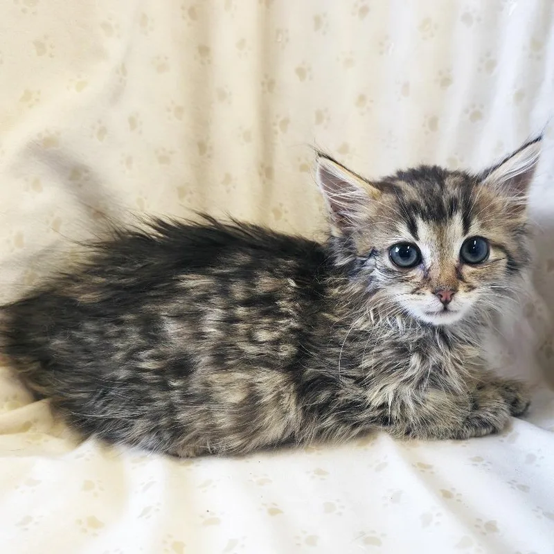 A baby small-sized female Domestic Medium Hair cat named Brioche for adoption in Mount Juliet, TN
