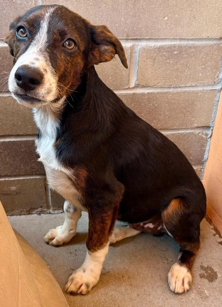 A baby medium-sized male Australian Cattle Dog / Blue Heeler dog named Fuzzy Lumpkins for adoption in Fort Lupton, CO