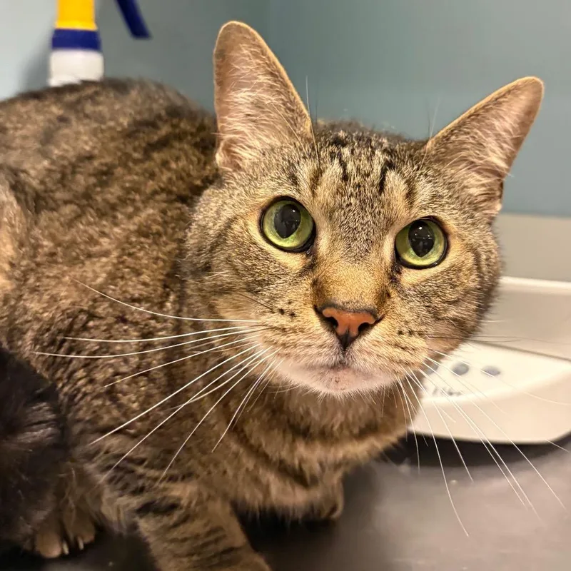 An adult medium-sized male Gray / Blue / Silver Domestic Short Hair cat named Truman for adoption in Chattanooga, TN