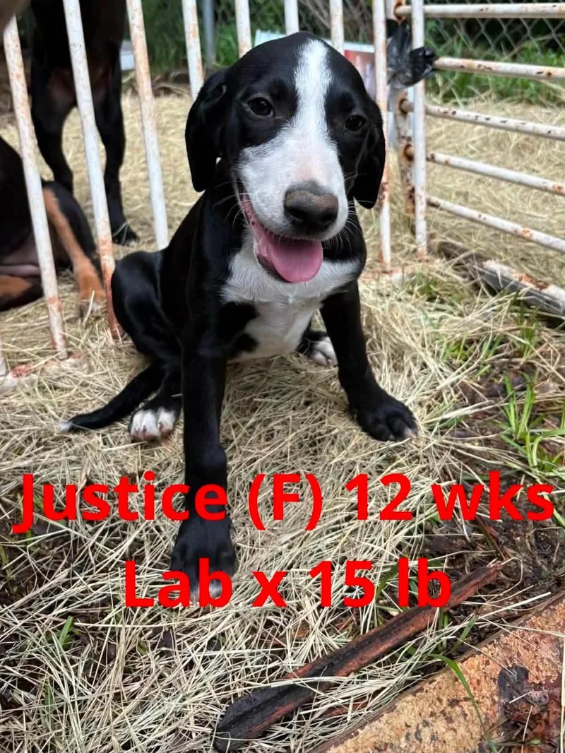 A young large-sized female Labrador Retriever dog named Justice for adoption in Pomfret Center, CT