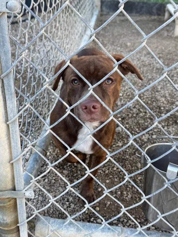 A young medium-sized male Brown / Chocolate Mixed Breed dog named Freddy for adoption in Georgetown, OH