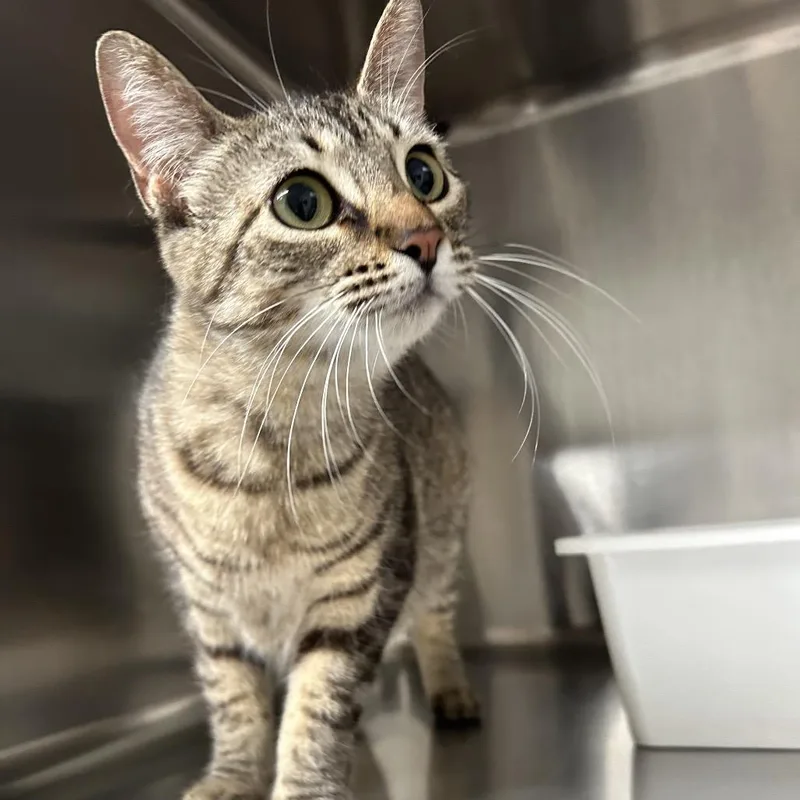A young small-sized female Brown / Chocolate Domestic Short Hair cat named Lexi for adoption in Leander, TX