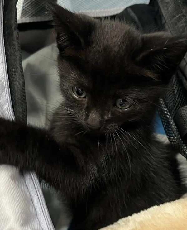 A baby small-sized unknown Domestic Short Hair cat named Tarmac for adoption in Ridgewood, NY