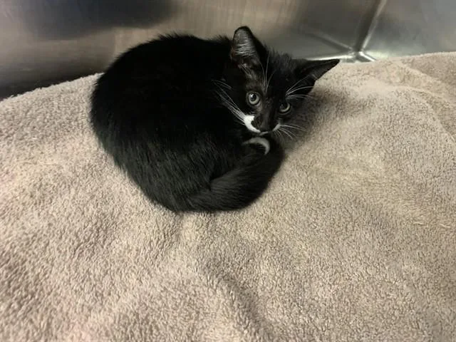 A baby small-sized male Domestic Short Hair cat named Mewskers for adoption in Grand Prairie, TX